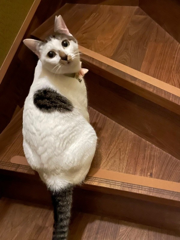 階段上で飼い主さんを見上げる百ちゃん（画像提供：*ig*さん）