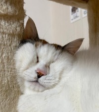 三毛猫ちゃんのとてつもなくギュッとした寝顔がTwitter上で話題になった（提供写真）