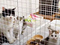 ようやく再会できた母猫・うめちゃん、むぎちゃんら姉妹猫コンテナの隙間から保護されたむぎちゃん（画像提供：あるくきくらげさん）