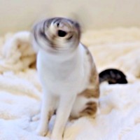 猫ドリルになったミントちゃん（画像提供：ぴえん猫ミントさん）