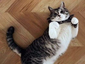 飼い主さんをメロメロにするポーズでおもちゃを狙う　サバ白猫「ひなた」