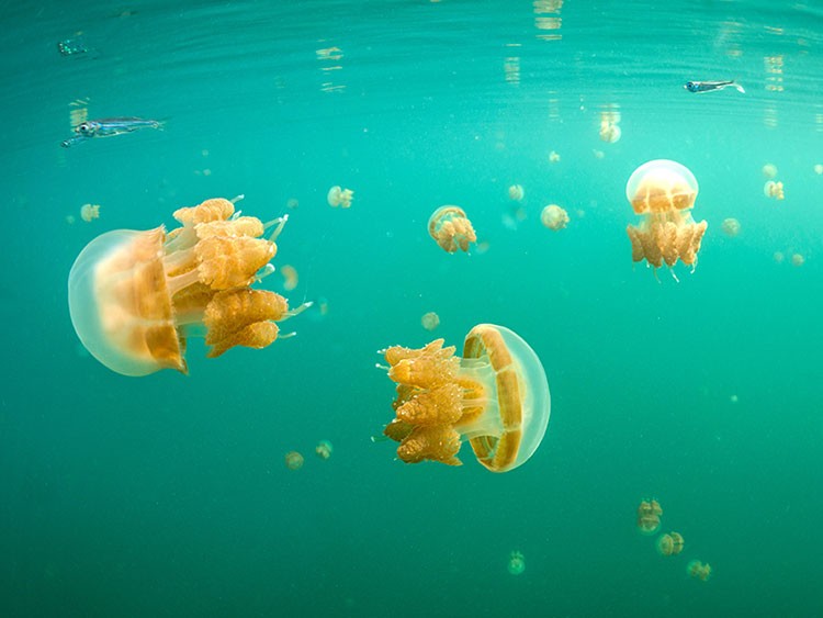 **EMBARGO: No electronic distribution, Web posting or street sales before 3:01 a.m. ET Monday, Nov. 4, 2019. No exceptions for any reasons. EMBARGO set by source.** Mastigias Papua, the most common of the four species of stingless jellyfish in Kakaban Lake, on Kakaban Island in Indonesia, Oct. 12, 2019. For divers, the millions of harmless jellyfish in an Indonesian lake are must-see novelties. For scientists, the warmer, more acidic and less oxygenated water is “a projection of our future climate.