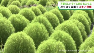 もふもふして可愛らしい　みちのく杜の湖畔公園でコキア見頃　宮城・川崎町
