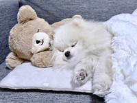 お気に入りのクマさんと一緒に眠るおもちちゃん（画像提供：ポメラニアンのおもちさん）