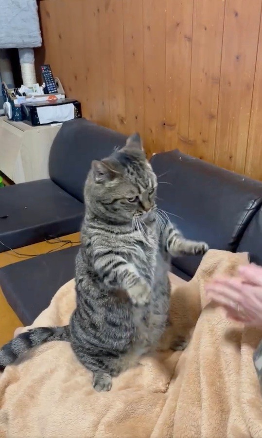 「おちゃらかおちゃらか♪」（動画からキャプチャー／提供：はると さん）