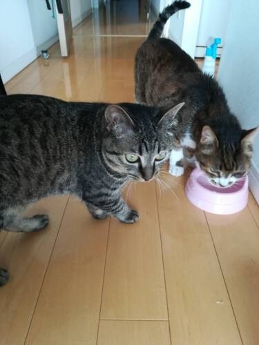 男は黙って食事をもりもり（和香子さん提供）