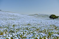 7分咲きのネモフィラ