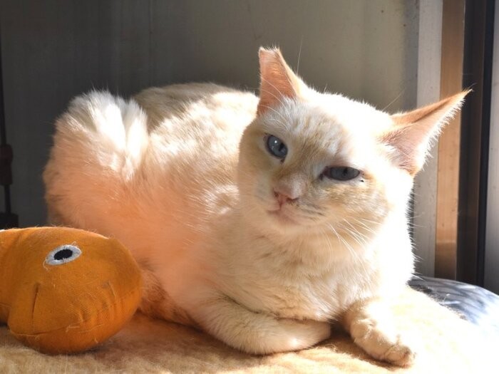 ミルクティーのようにきれいな毛並みの猫