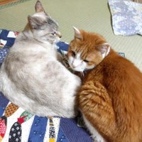 たまちゃんとぷりんちゃんは大の仲良し