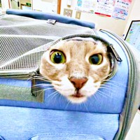 何かを察して飼い主さんをじっと見つめるハナちゃん（画像提供：とりねゆこさん）
