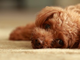 体重増で歩き方がおかしい高齢犬は、 前十字靱帯断裂の可能性が