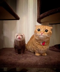 仲良しツーショット（画像提供／短足マンチカン ひな子さん）