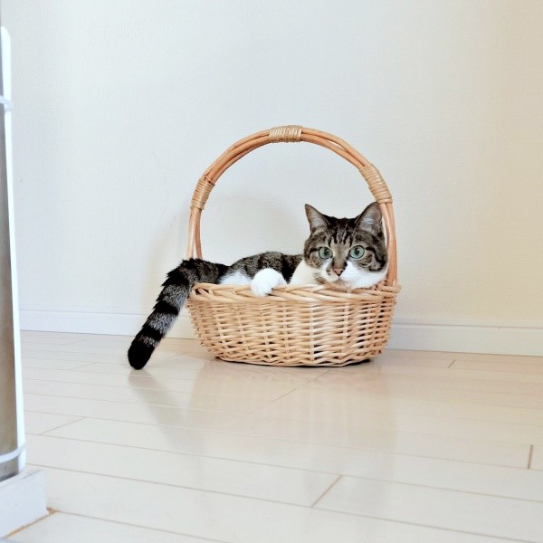 飼い主さんが帰宅すると…カゴにすっぽりおさまっていたてつおくん（画像提供：まりてつさん）