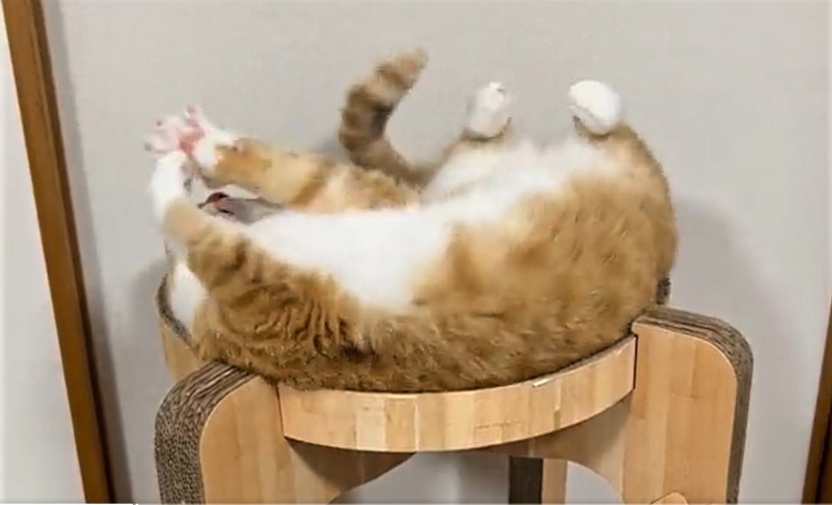 ネコチャンが咲く様子をご覧ください」猫が“開花”する奇跡の動画が話題