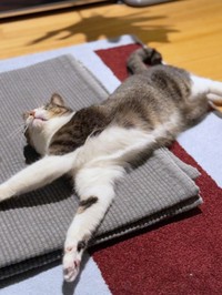 お迎えから1カ月、のびをしてくつろぐルナちゃん（画像提供：yuさん）