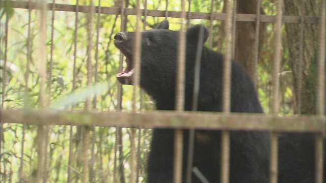 ツキノワグマ出没件数　前年同時期の半数以下に　岡山県「山に餌があるためリスク低下も引き続き警戒を」