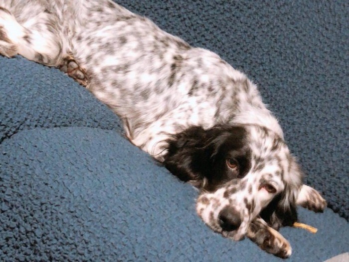 「いっぱい散歩したら疲れちゃった」