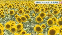 道の駅笠岡ベイファームの花畑　笠岡市カブト南町