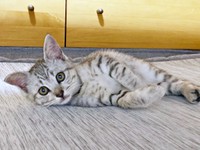 保護当時、生後推定2カ月ほどだったしじみくん（画像提供：しじみとんさん）