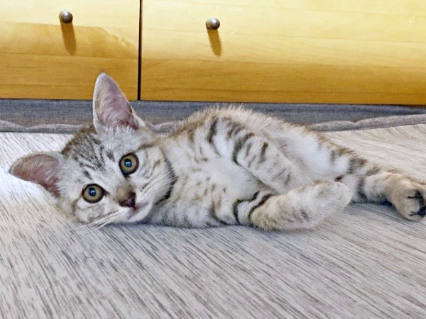 保護当時、生後推定2カ月ほどだったしじみくん（画像提供：しじみとんさん）