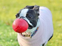 赤いボールをくわえて遊ぶチャビィくん（画像提供：チャビィ Chabyさん）