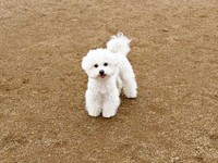 ドッグランで犬見知り発動！？ ひたすら飼い主さんを笑顔で見つめるゆらちゃん（画像提供：ゆらちゃんさん）