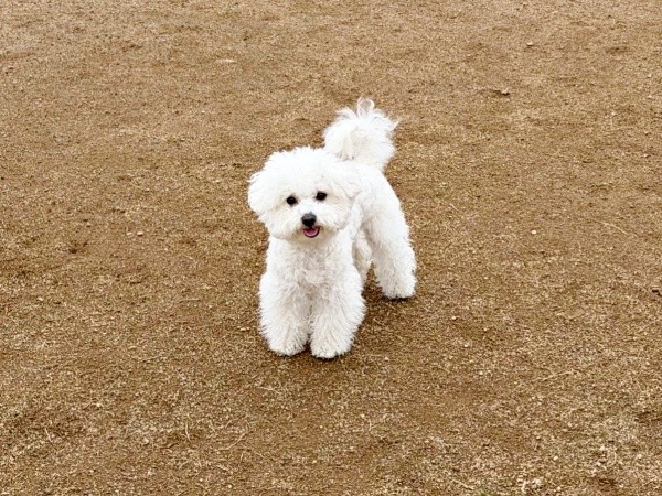 ドッグランで犬見知り発動！？ ひたすら飼い主さんを笑顔で見つめるゆらちゃん（画像提供：ゆらちゃんさん）