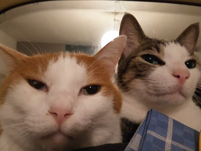 バンクベッド（運転席上の常設ベッド）でくつろぐ梵天丸とエンマ。我が家で一番、物事に動じない長男・次男コンビは、旅先でありつける新鮮なお魚を楽しみにしています。