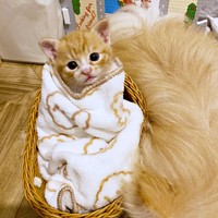 保護から10日後、毛布にくるまってきょとんとした表情を浮かべるちまくん（画像提供：ぽめさん）