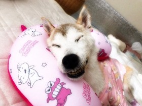 看取りは慣れないし毎回悲しい、それでも共に暮らしたい　高齢の保護犬を家族に