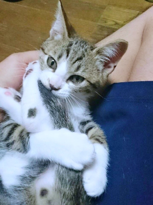 お迎え当初、名前の通り元気いっぱいの元気くん（画像提供：MOTOさん）