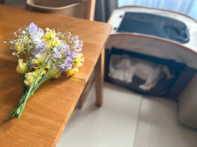 ゆきちちゃんがこの世を去った後、目に見えるほど気落ちしてベッドの下から出てこなくなったというまるちゃん（飼い主さん提供）