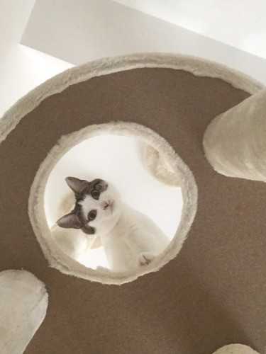 キャットタワーからのぞくシッピ(大森直撮影)