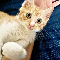 ゴロンと一緒に寝そべる縁くん（画像提供：【かんざき屋】じゃきちゃんさん）