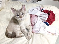 きょとんとした表情を浮かべながら飼い主さんを見つめるうるりちゃん（画像提供：うるりちゃん）