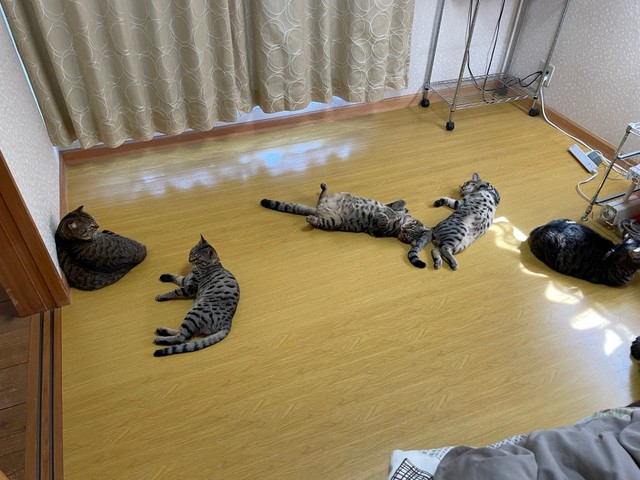 こちらのお部屋にも落ちていらっしゃいます
