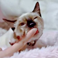耳たぶの代わりに指を吸うようになったROCKくん（画像提供：yu-kaさん）