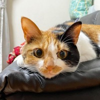 くりくりの目が可愛いあさりちゃん