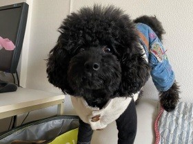 もう準備万端！　早くお散歩に行こうよぅ　トイプー「アトム」