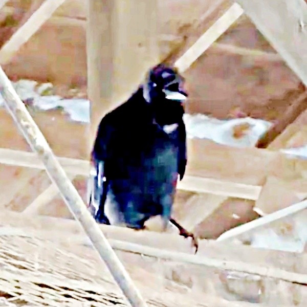 思わずリピート！ 人間そっくりの掛け声を真似るカラス（画像提供：もみのきさん）