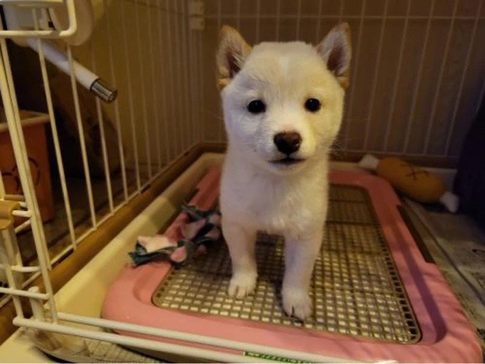 家にきたころの「こむぎ」