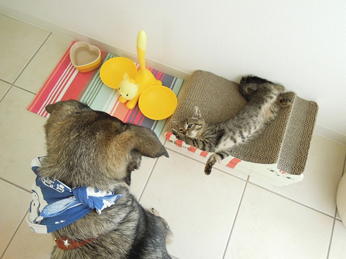 ４日目には、ナッチャンがマメにおなかを見せるように