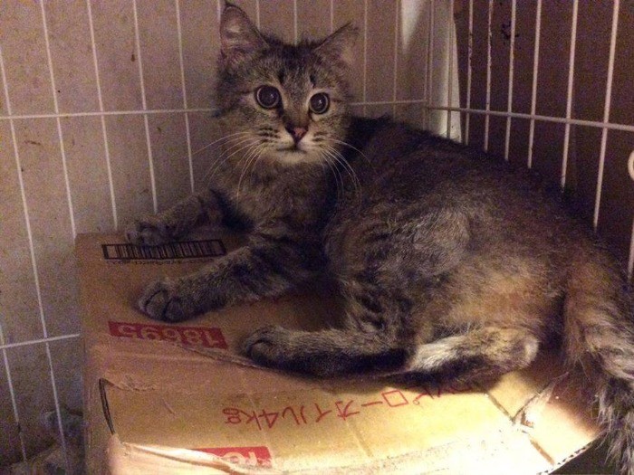 あまりにも厳しい環境だったので保護しました。（保護主さん提供）