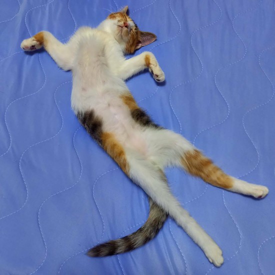 傍若無人な三毛猫ぺる「この暴走娘、だいじょうぶ？」と心配したそうですが（成田さん提供）