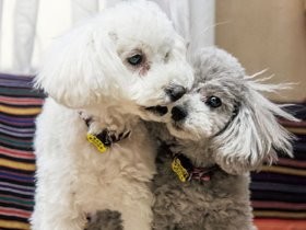 プードルも訓練すれば、競技会でタイトルが取れる