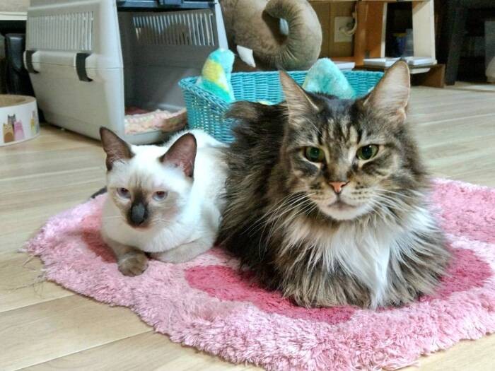 茶菜おばぁからガルに乗り換えた凜ちゃん。「おばぁが物足りなくなったからなの」。凜ちゃんは愛らしいけど、ヤンキーの面もあるとか。ガルはこの後、譲渡されて幸せに！（亜妃さん提供）