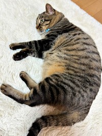 ごろんと寝そべるタマちゃん。ふっくらと健康的に（画像提供：Ari Mayaさん）
