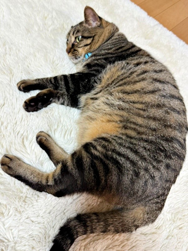 ごろんと寝そべるタマちゃん。ふっくらと健康的に（画像提供：Ari Mayaさん）