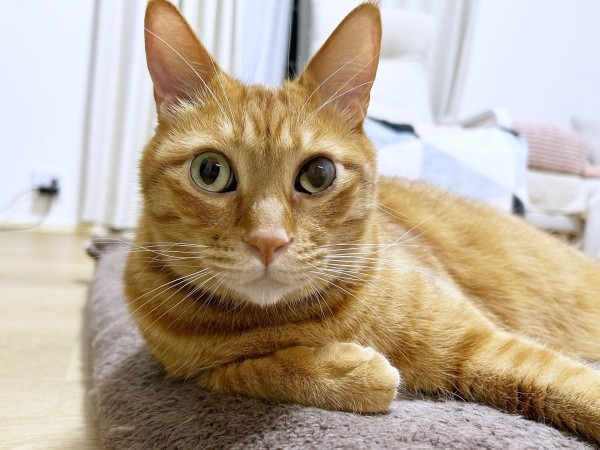 凛々しいイケニャンになったツナくん（画像提供：mmmさん）