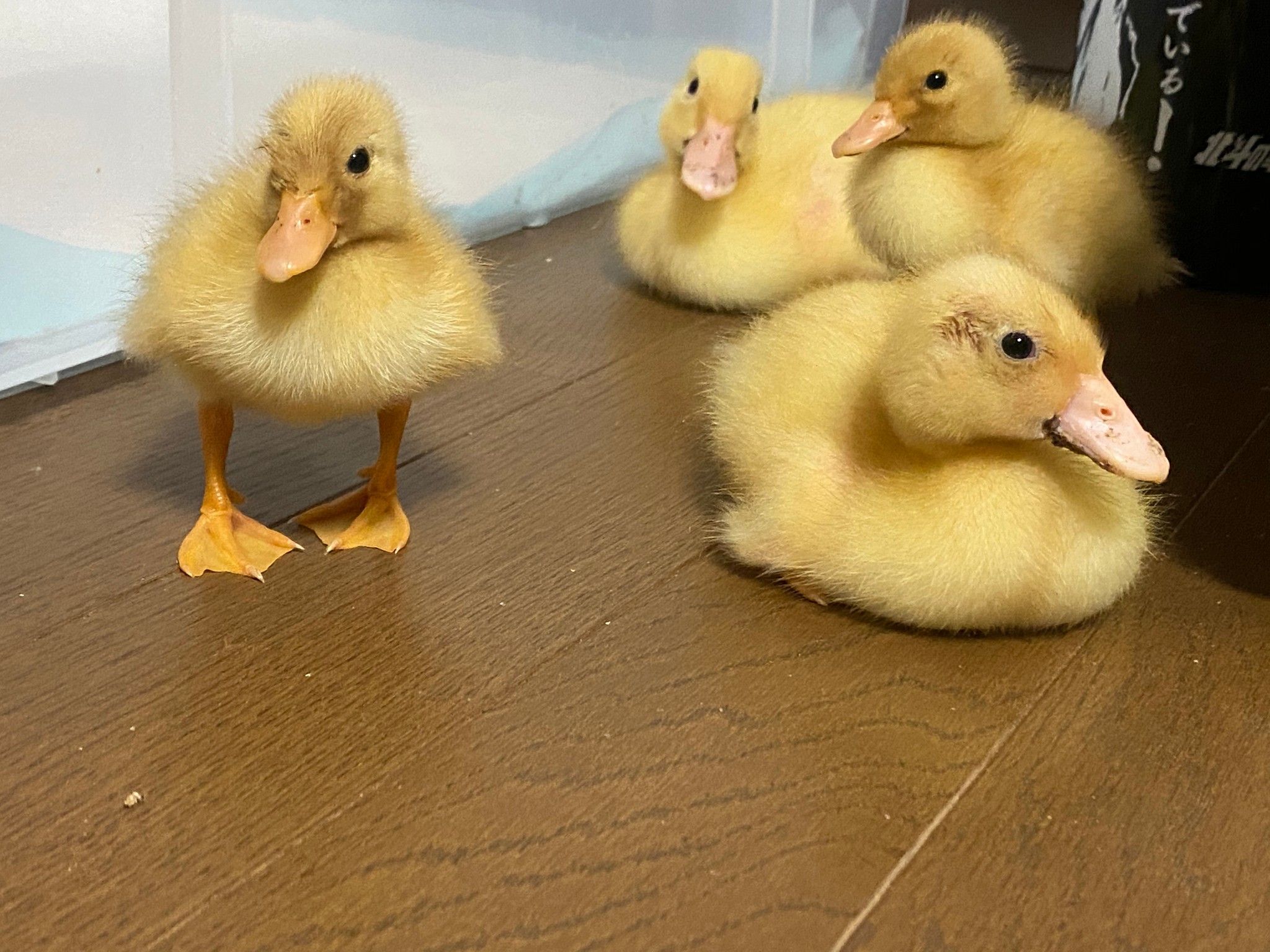 なんか駄々っ子みたい 足をバタバタもがくアヒルの赤ちゃんが可愛すぎると話題に まいどなニュース